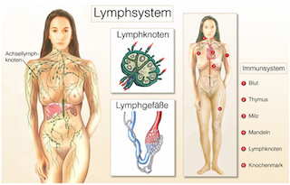 erklaerung-lymphdrainage-bild